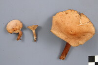 Lactarius tabidus image